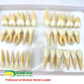 TOOTH06(12578) Set of Human Dental Study Model of Individual Permanent Teeth
